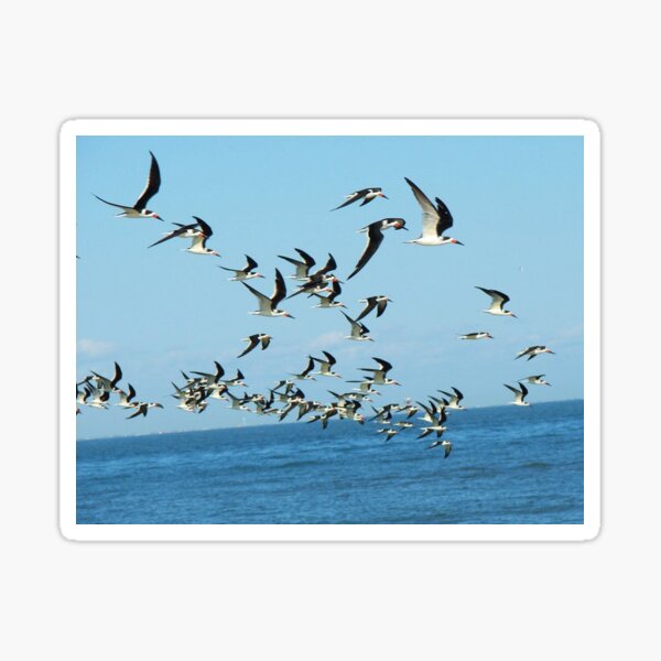 Item preview, Flock of Birds in Galveston designed and sold by The Cat Down the Road.