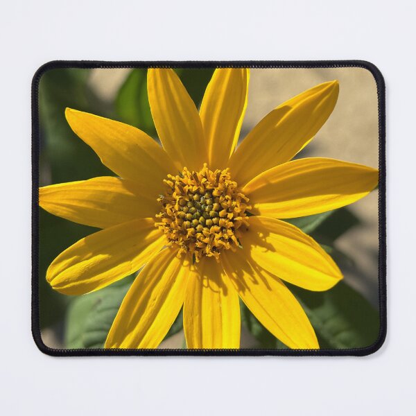 Item preview, Prairie sunflower designed and sold by PariSeine.