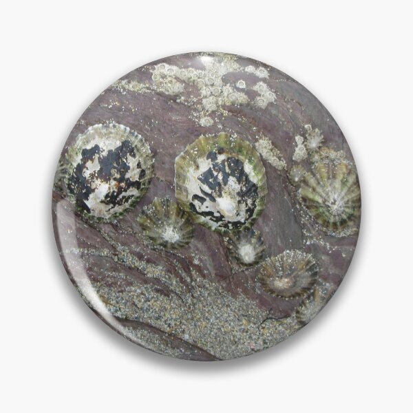 Item preview, Limpets And Barnacles On A Rock - Wembury, Devon UK designed and sold by lezvee.