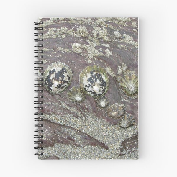 Item preview, Limpets And Barnacles On A Rock - Wembury, Devon UK designed and sold by lezvee.