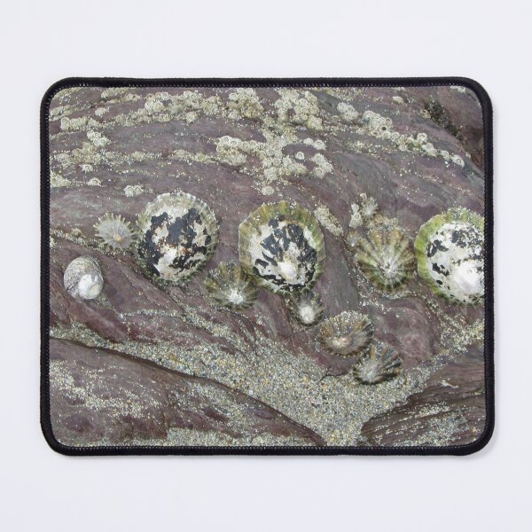 Item preview, Limpets And Barnacles On A Rock - Wembury, Devon UK designed and sold by lezvee.