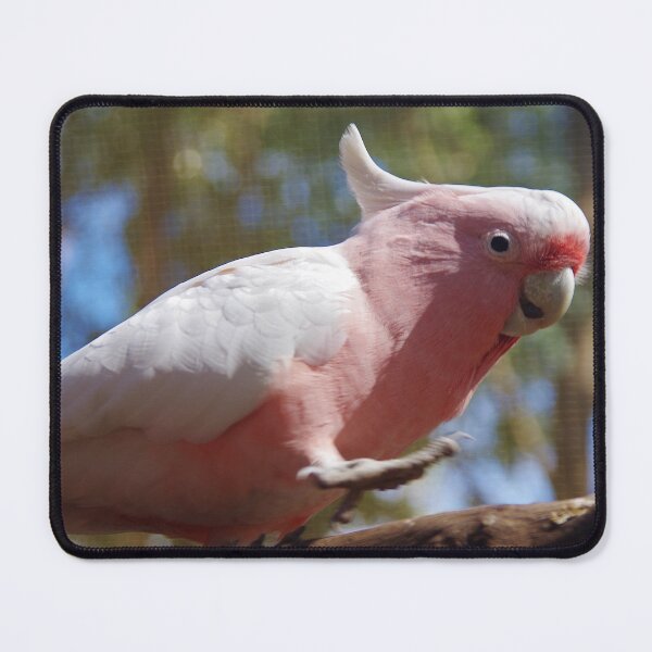 Item preview, Gala - Eolophus roseicapilla  designed and sold by lezvee.