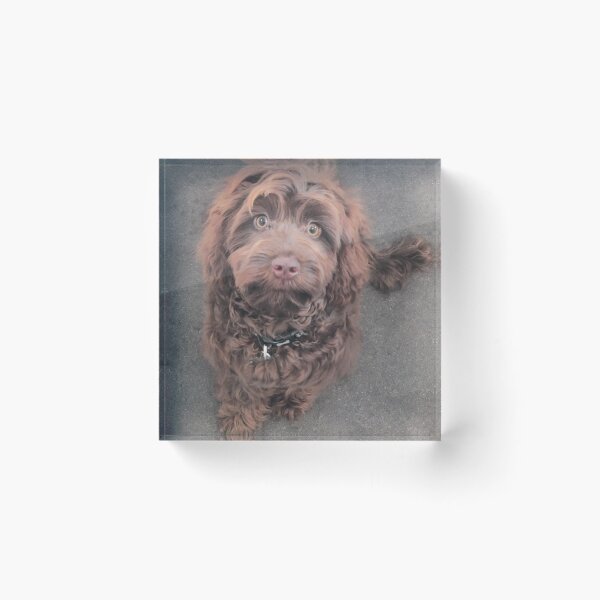 Item preview, Cockapoo I love you designed and sold by tmARTs1.