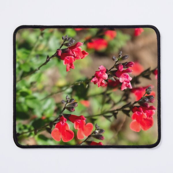 Item preview, Graham's sage designed and sold by PariSeine.