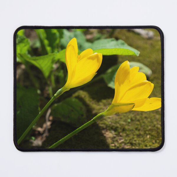Item preview, Autumn daffodil designed and sold by PariSeine.