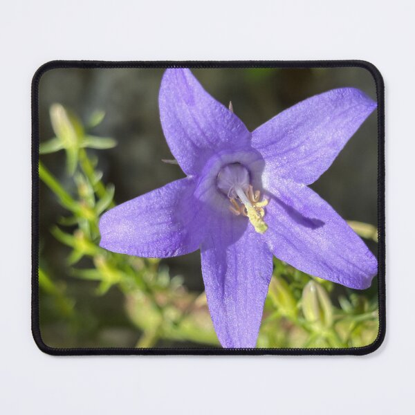 Item preview, Chimney bellflower designed and sold by PariSeine.