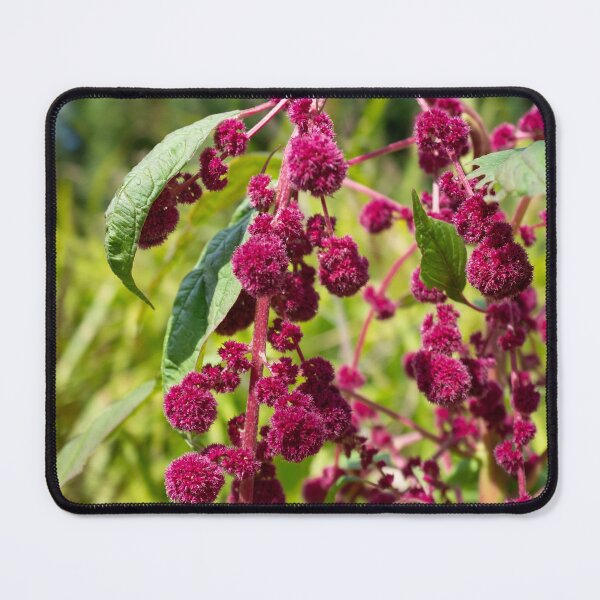Item preview, Foxtail amaranth designed and sold by PariSeine.