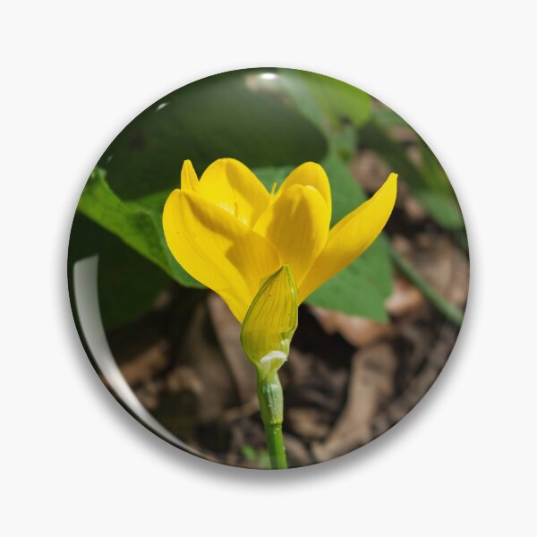 Item preview, An autumn daffodil designed and sold by PariSeine.