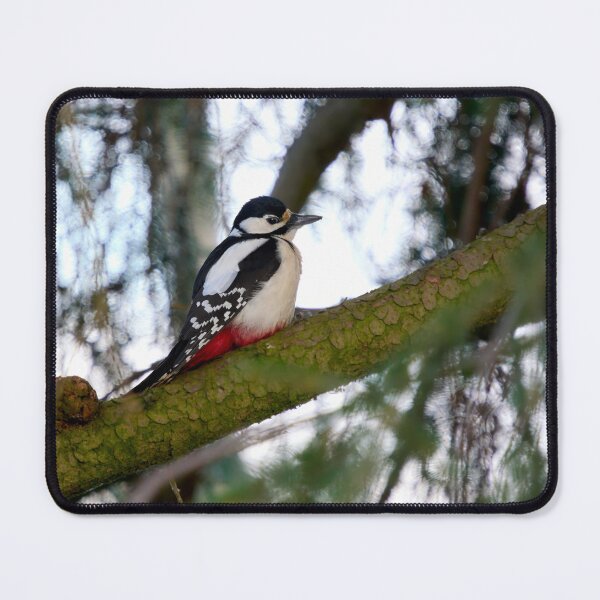 Item preview, Just wondering. Great spotted woodpecker designed and sold by Jouko Lehto Photography.