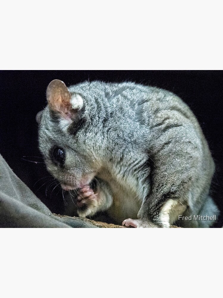 "Bush Babies Sugar Glider Animals on the Move 20180416 2465