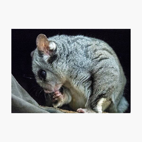 "Bush Babies Sugar Glider Animals on the Move 20180416 2465