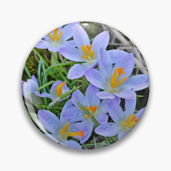 Item preview, Crocuses  designed and sold by McFleur's Lens.