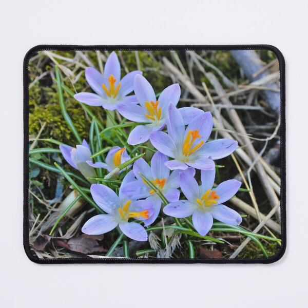 Item preview, Crocuses  designed and sold by McFleur's Lens.