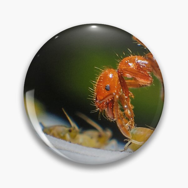 Item preview, Fire Ant and Aphids: A Close Encounter designed and sold by jakkapan Tunyajaroen.