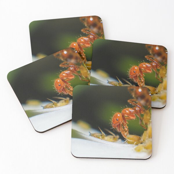 Item preview, Fire Ant and Aphids: A Close Encounter designed and sold by jakkapan Tunyajaroen.