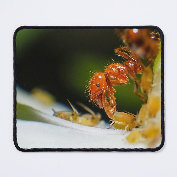 Item preview, Fire Ant and Aphids: A Close Encounter designed and sold by jakkapan Tunyajaroen.