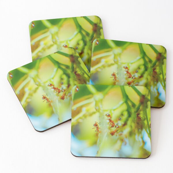 Item preview, Fire Ant and Aphids: A Close Encounter 2 designed and sold by jakkapan Tunyajaroen.