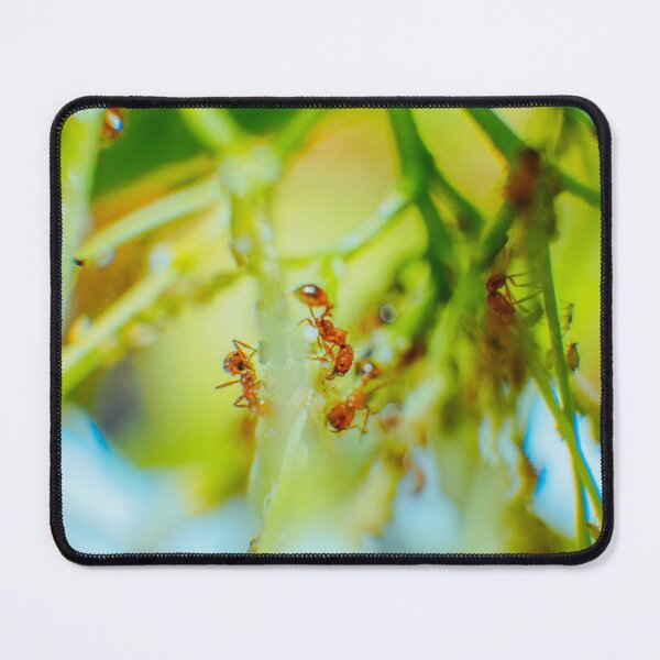 Item preview, Fire Ant and Aphids: A Close Encounter 2 designed and sold by jakkapan Tunyajaroen.