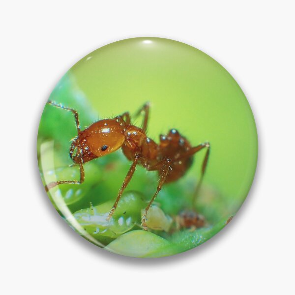 Item preview, Fire Ant and Aphids: A Close Encounter 3 designed and sold by jakkapan Tunyajaroen.