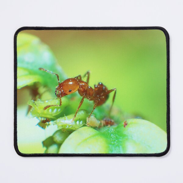 Item preview, Fire Ant and Aphids: A Close Encounter 3 designed and sold by jakkapan Tunyajaroen.