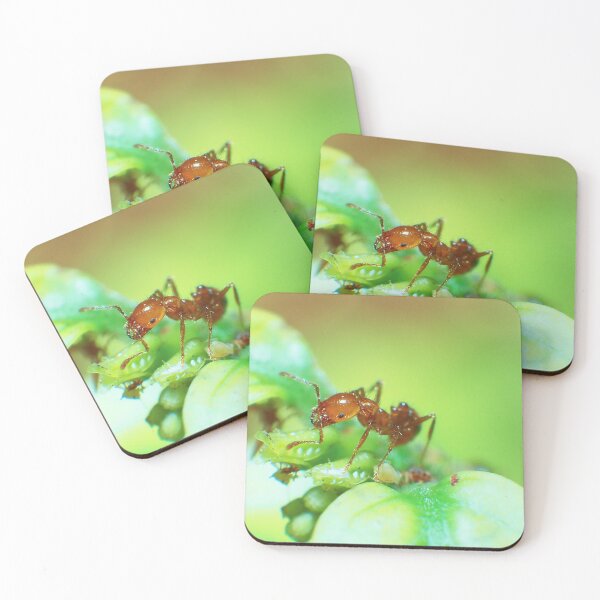 Item preview, Fire Ant and Aphids: A Close Encounter 3 designed and sold by jakkapan Tunyajaroen.