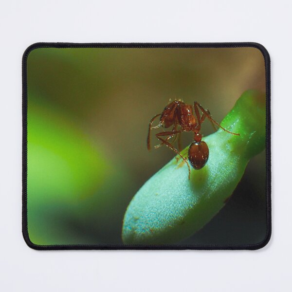 Item preview, Fire Ant and Aphids: A Close Encounter 4 designed and sold by jakkapan Tunyajaroen.