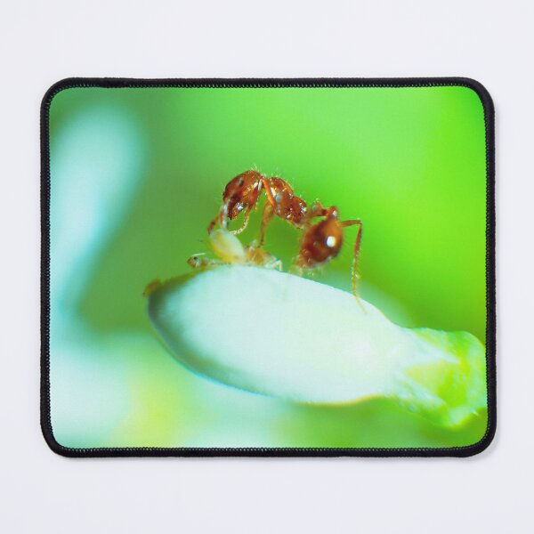 Item preview, Fire Ant and Aphids: A Close Encounter 5 designed and sold by jakkapan Tunyajaroen.