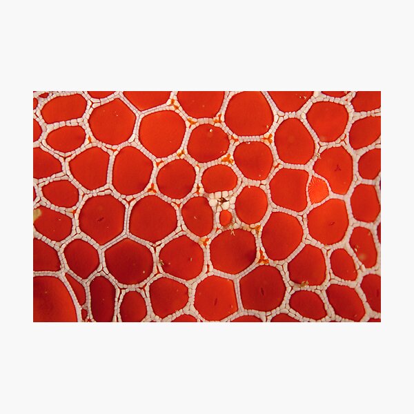 Red Brick Sea Star Macro Photographic Print