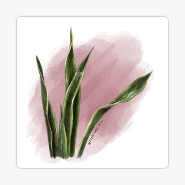 Snake plant painting Sticker