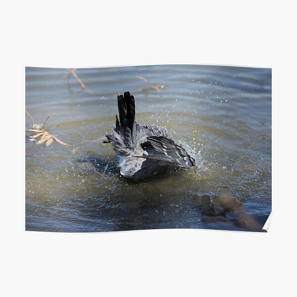 Rock Dove Bathing Poster