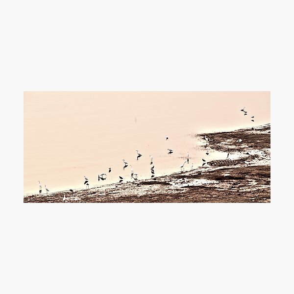Item preview, Silent Shoreline | Birds in Harmony designed and sold by Chittara Arts.