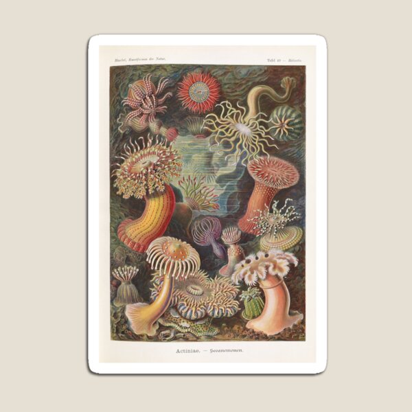 Item preview, Plate 49, Actiniae- Ernst Haeckel designed and sold by CertifiedNinja.