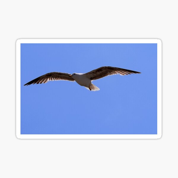 A juvenile herring gull Sticker