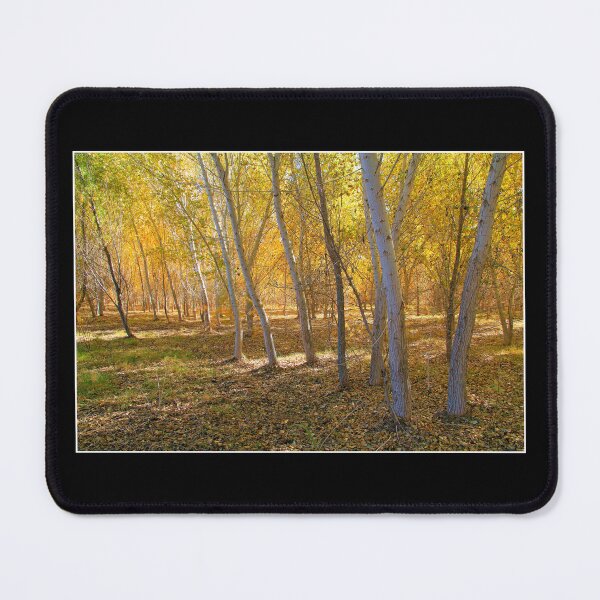 Item preview, Golden Light Aspen Tree Forest designed and sold by RocketshipRetro.