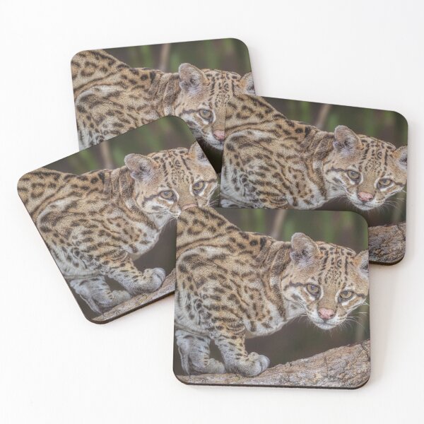 Item preview, Ocelot Pantanal Brazil designed and sold by PhotoArt by Joan Carroll.