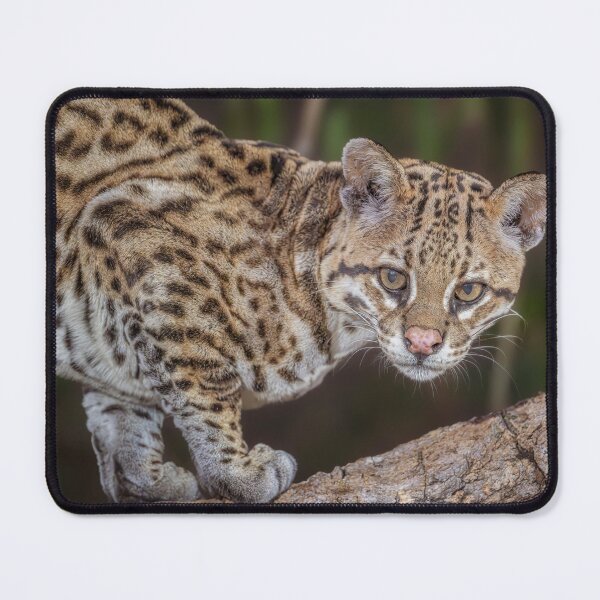 Item preview, Ocelot Pantanal Brazil designed and sold by PhotoArt by Joan Carroll.