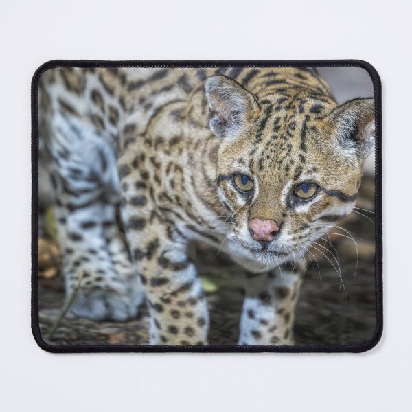 Item preview, Ocelot 2 Pantanal Brazil designed and sold by PhotoArt by Joan Carroll.