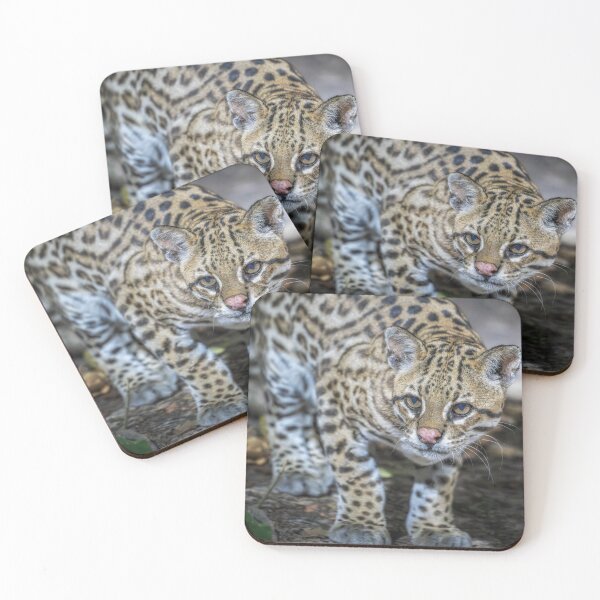 Item preview, Ocelot 2 Pantanal Brazil designed and sold by PhotoArt by Joan Carroll.