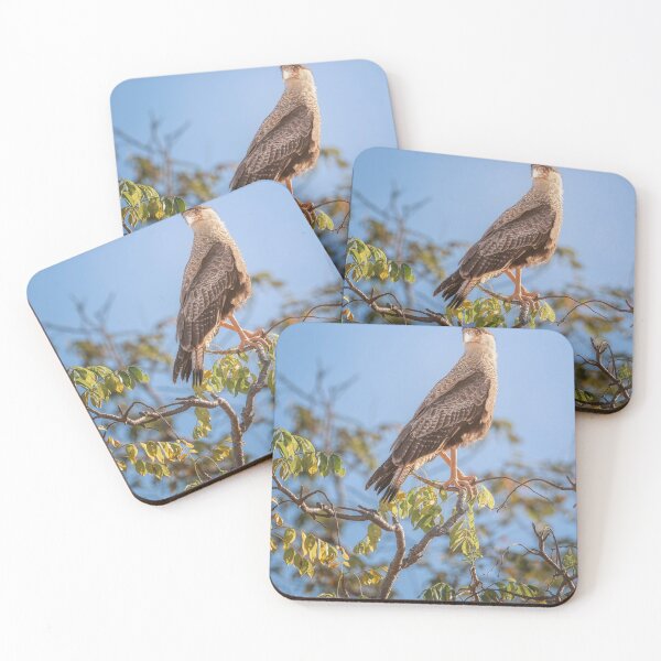 Item preview, Southern Crested Caracara Pantanal Brazil designed and sold by PhotoArt by Joan Carroll.
