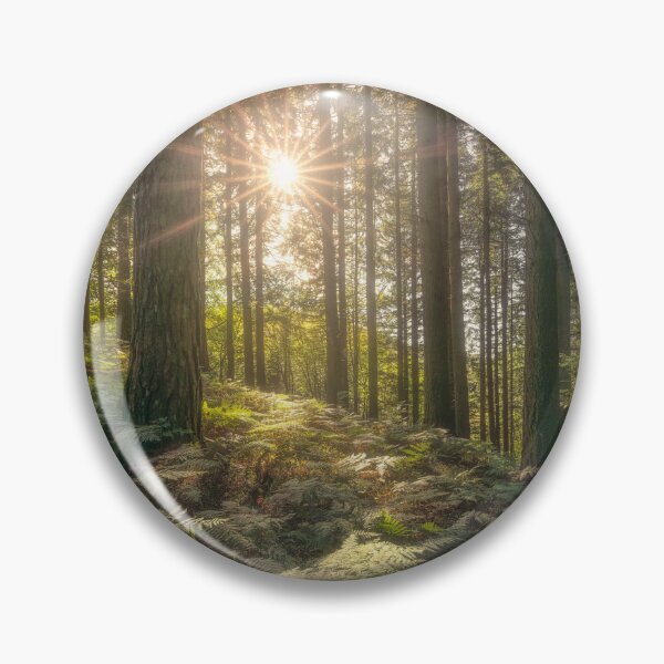 Item preview, Acquerino Forest Sunlight, Tuscany designed and sold by Stefano Orazzini.