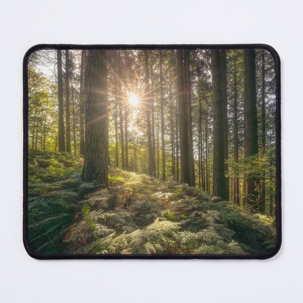 Item preview, Acquerino Forest Sunlight, Tuscany designed and sold by Stefano Orazzini.