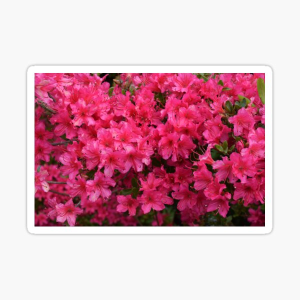 Pink flowers Sticker