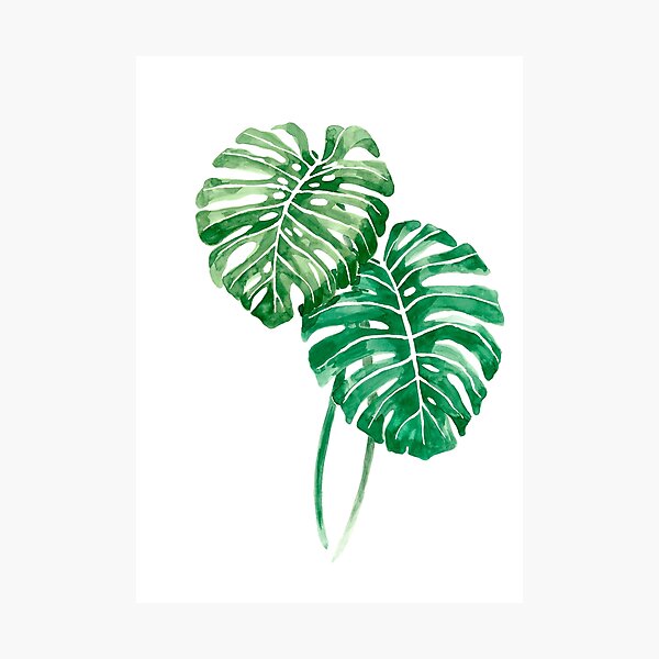 Monstera deliciosa 2 Photographic Print