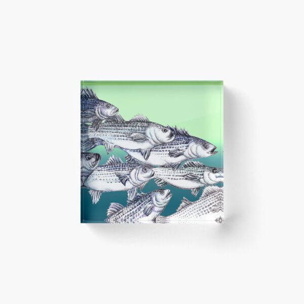 Item preview, Striped Bass Ink Drawing "Old School" - in Seaweed Ombre  designed and sold by Michelebuttons.