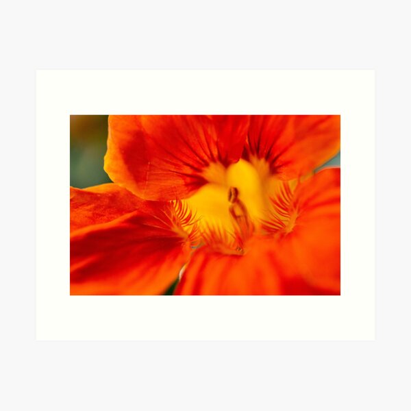 Item preview, Macro nasturtiums  designed and sold by Prince of Nature.