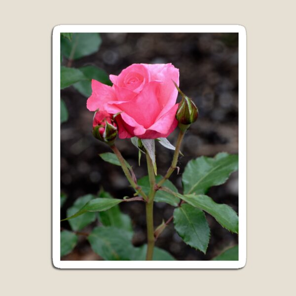 Item preview, My Pink Rose Bud #5 designed and sold by ginawaltersdorf.