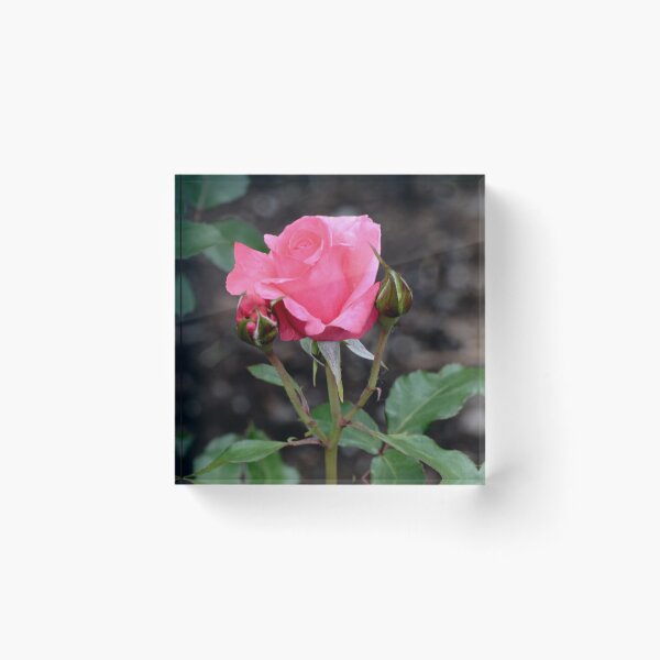 Item preview, My Pink Rose Bud #5 designed and sold by ginawaltersdorf.