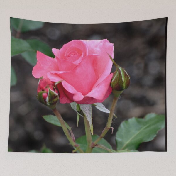 Item preview, My Pink Rose Bud #5 designed and sold by ginawaltersdorf.