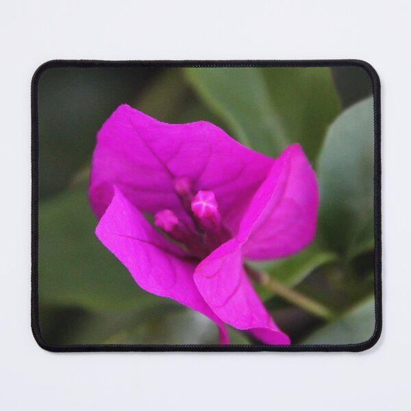 Item preview, Bougainvillea Flower designed and sold by heatherfriedman.