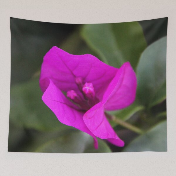Item preview, Bougainvillea Flower designed and sold by heatherfriedman.